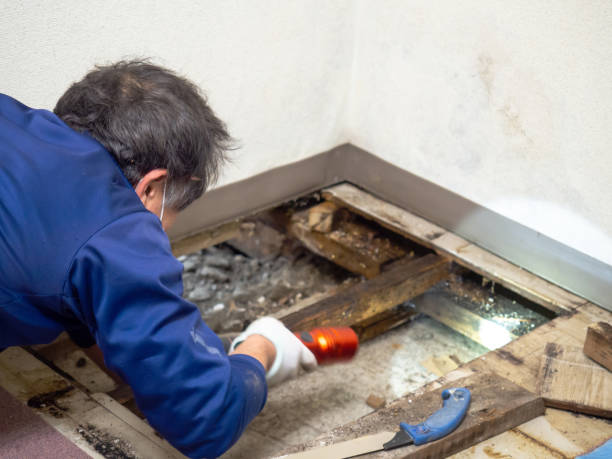 Best Same-Day Mold Removal  in Mitchellville, IA