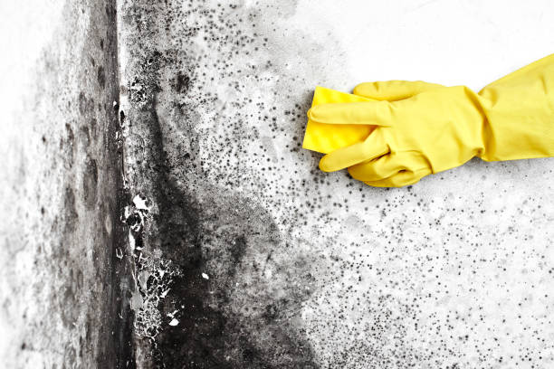Best Home Mold Removal  in Mitchellville, IA