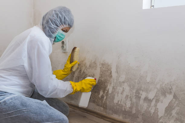 Best Office Mold Removal Services  in Mitchellville, IA