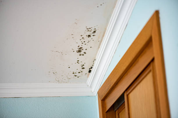 Best Best Mold Removal Companies  in Mitchellville, IA