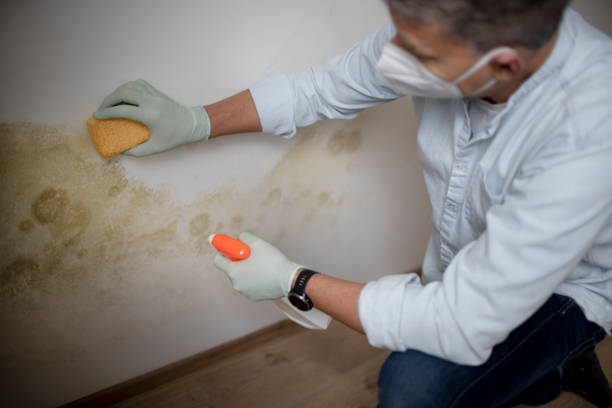 Best Mold Remediation  in Mitchellville, IA
