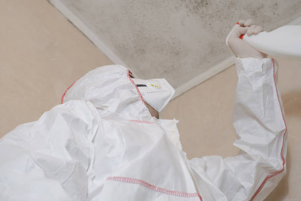 Best Mold Removal Company Near Me  in Mitchellville, IA