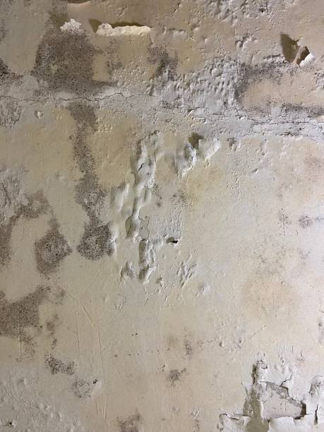 Best Commercial Mold Removal  in Mitchellville, IA