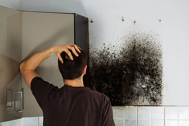 Reliable Mitchellville, IA Mold Removal Solutions