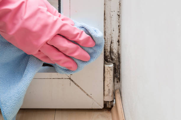 Best Mold Damage Repair  in Mitchellville, IA