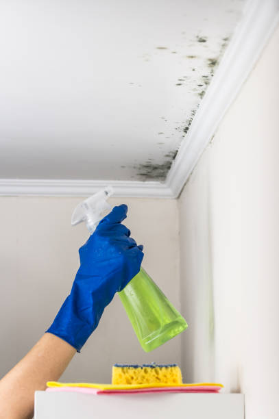Best Professional Mold Removal  in Mitchellville, IA